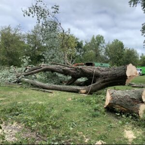 ‘It’s hard to replace 100-year-old trees’: Golf Course neighbors upset at chopping down of trees