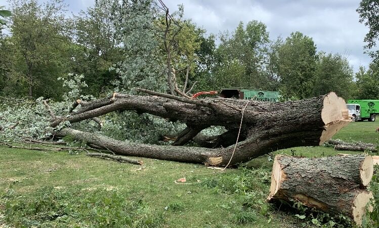‘It’s hard to replace 100-year-old trees’: Golf Course neighbors upset at chopping down of trees