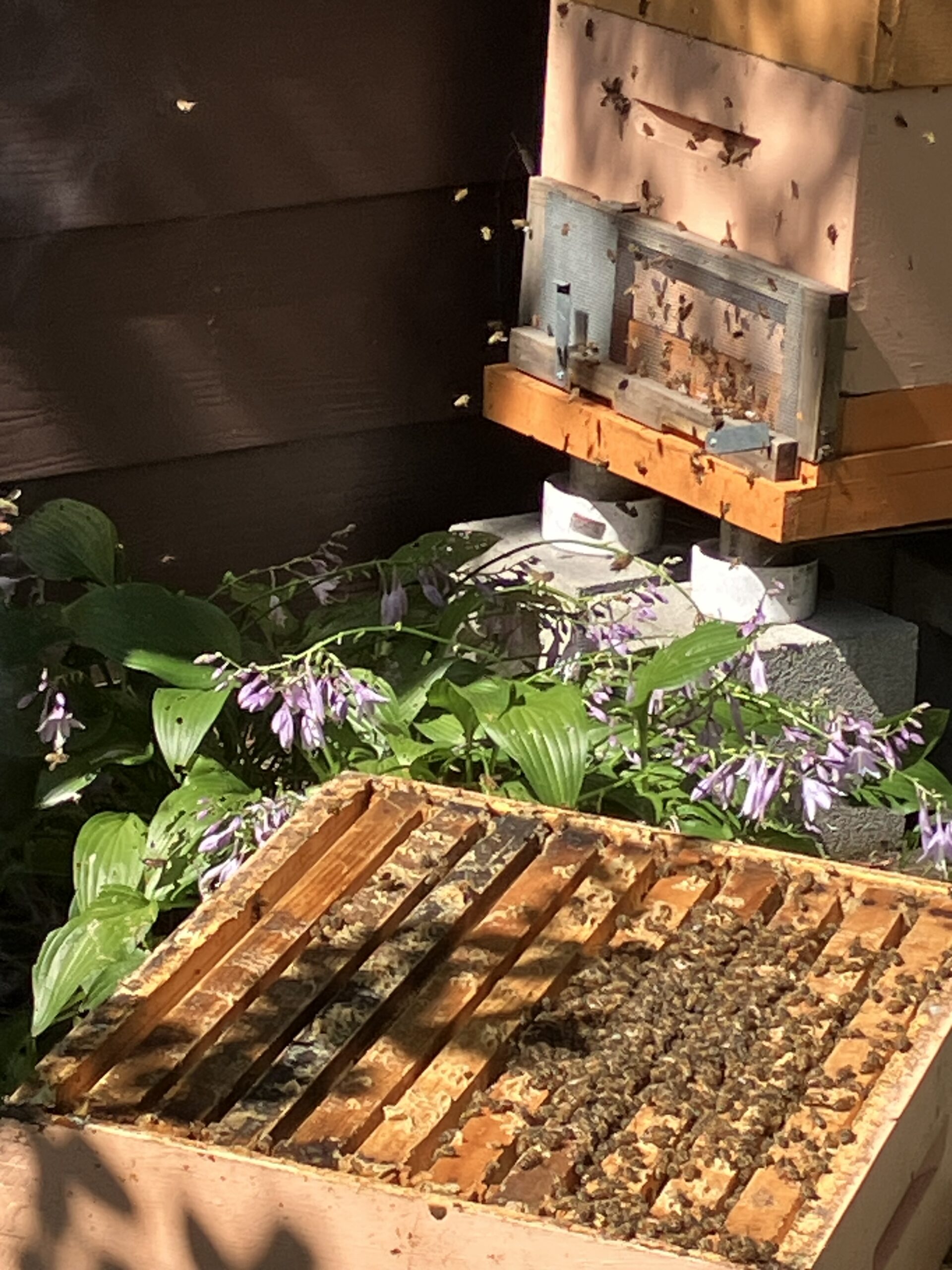 Beekeeper’s  beehives can stay but farther away from neighbor’s pool: Report