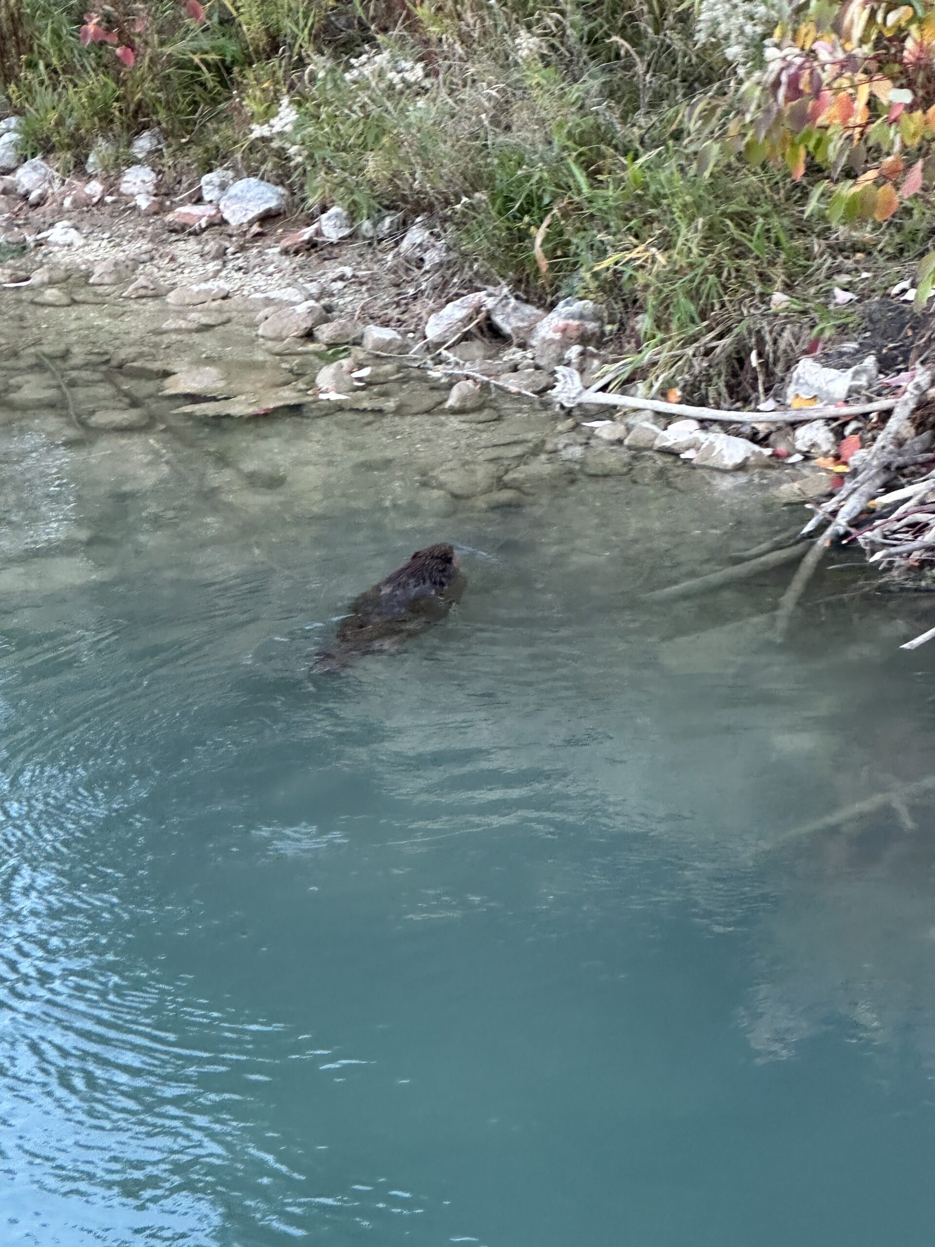A beaver is spotted at Northwestern’s lagoon